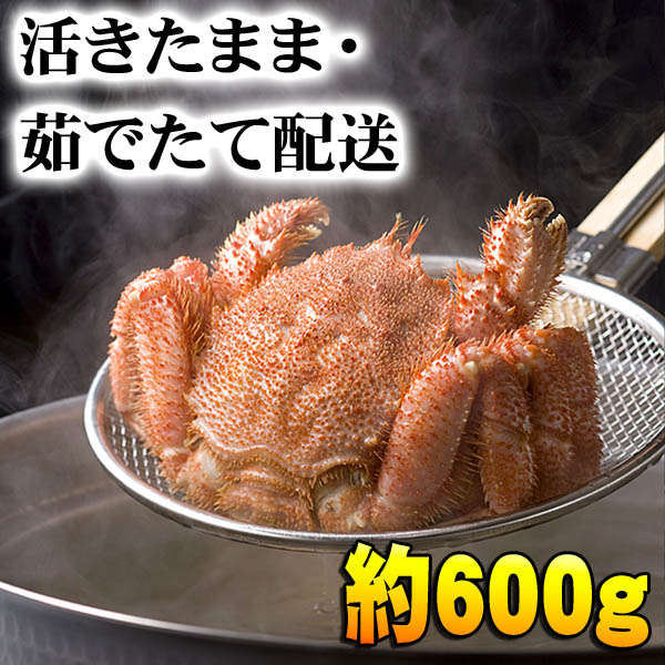 活毛蟹 大型 活毛蟹 大型