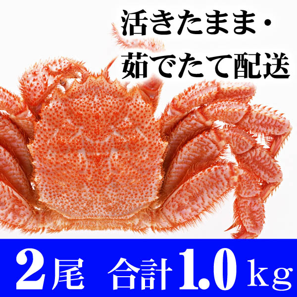 活き毛蟹 活き毛蟹