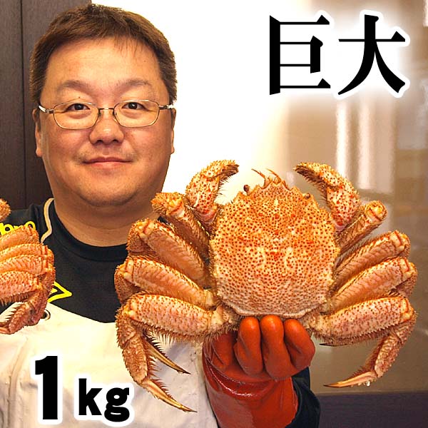巨大毛ガニ 巨大毛ガニ