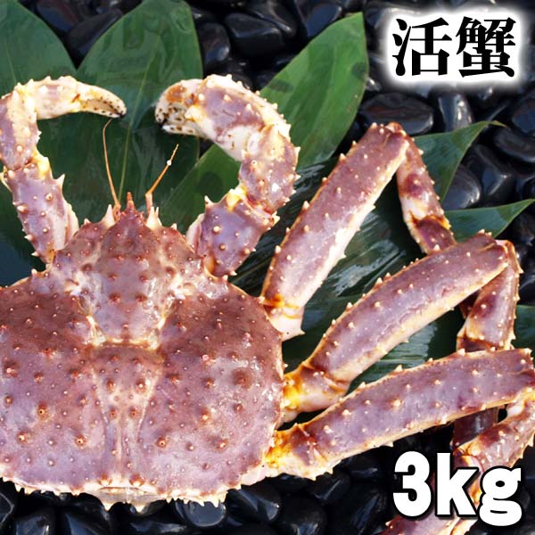 活たらば蟹 活たらば蟹