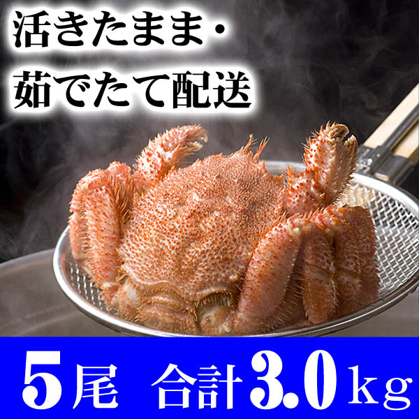 活毛蟹 活毛蟹