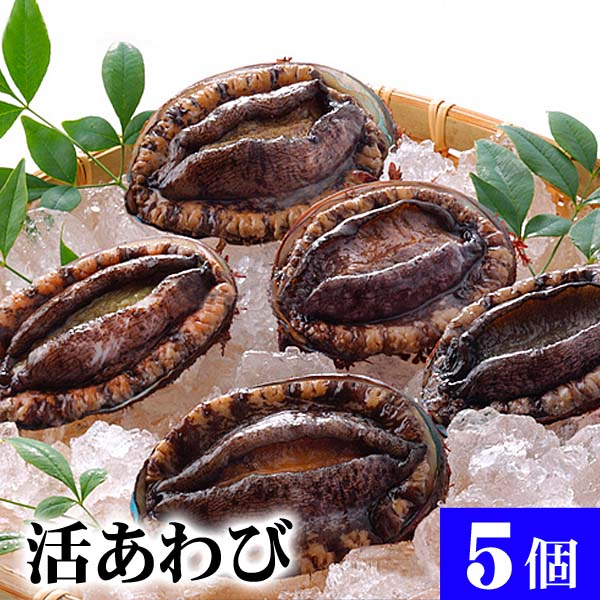 活アワビ 活アワビ