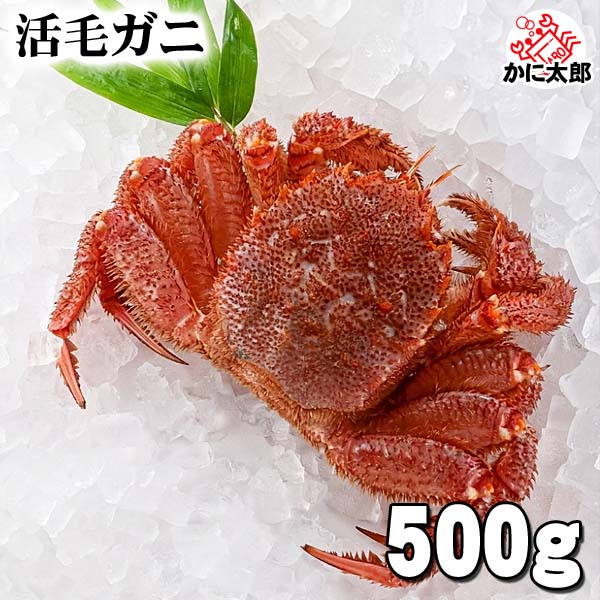 活毛ガニ　中型 かに太郎