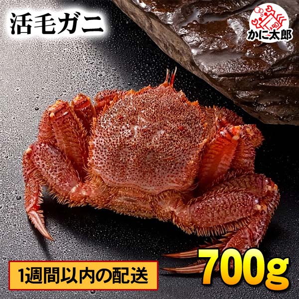 特大サイズの活毛ガニ かに太郎