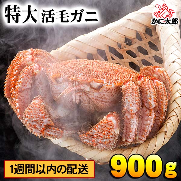 特大サイズ　活毛蟹 かに太郎