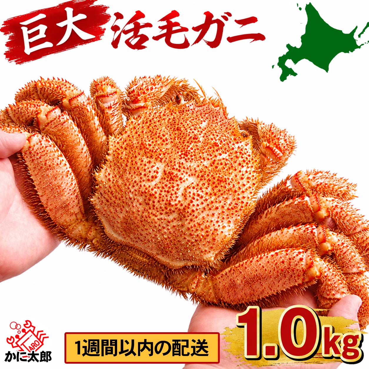 巨大な活毛ガニ かに太郎