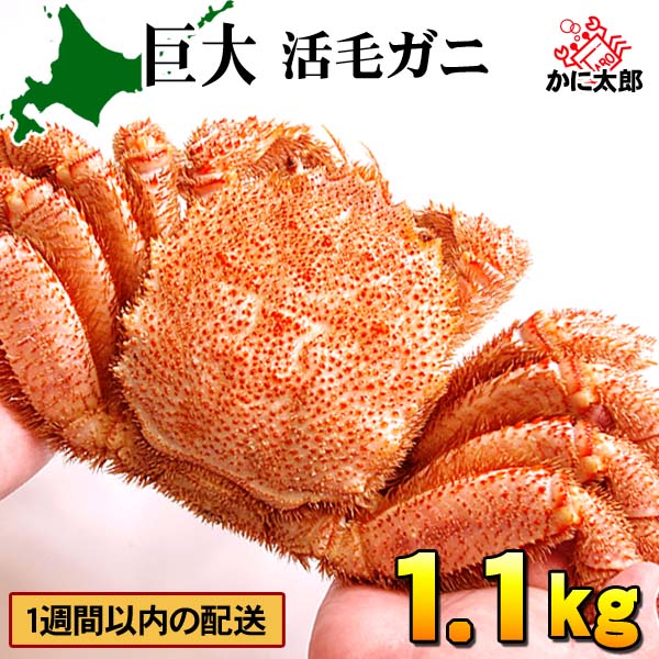 巨大な活毛ガニ かに太郎