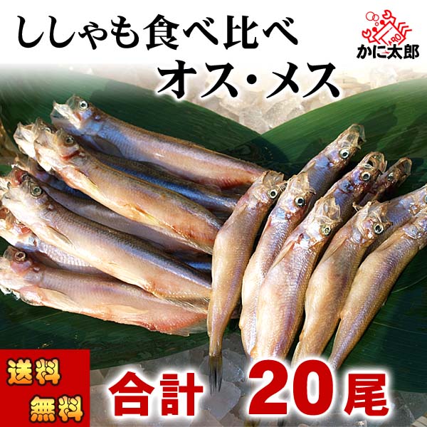 ししゃも オス メス 食べ比べ　かに太郎
