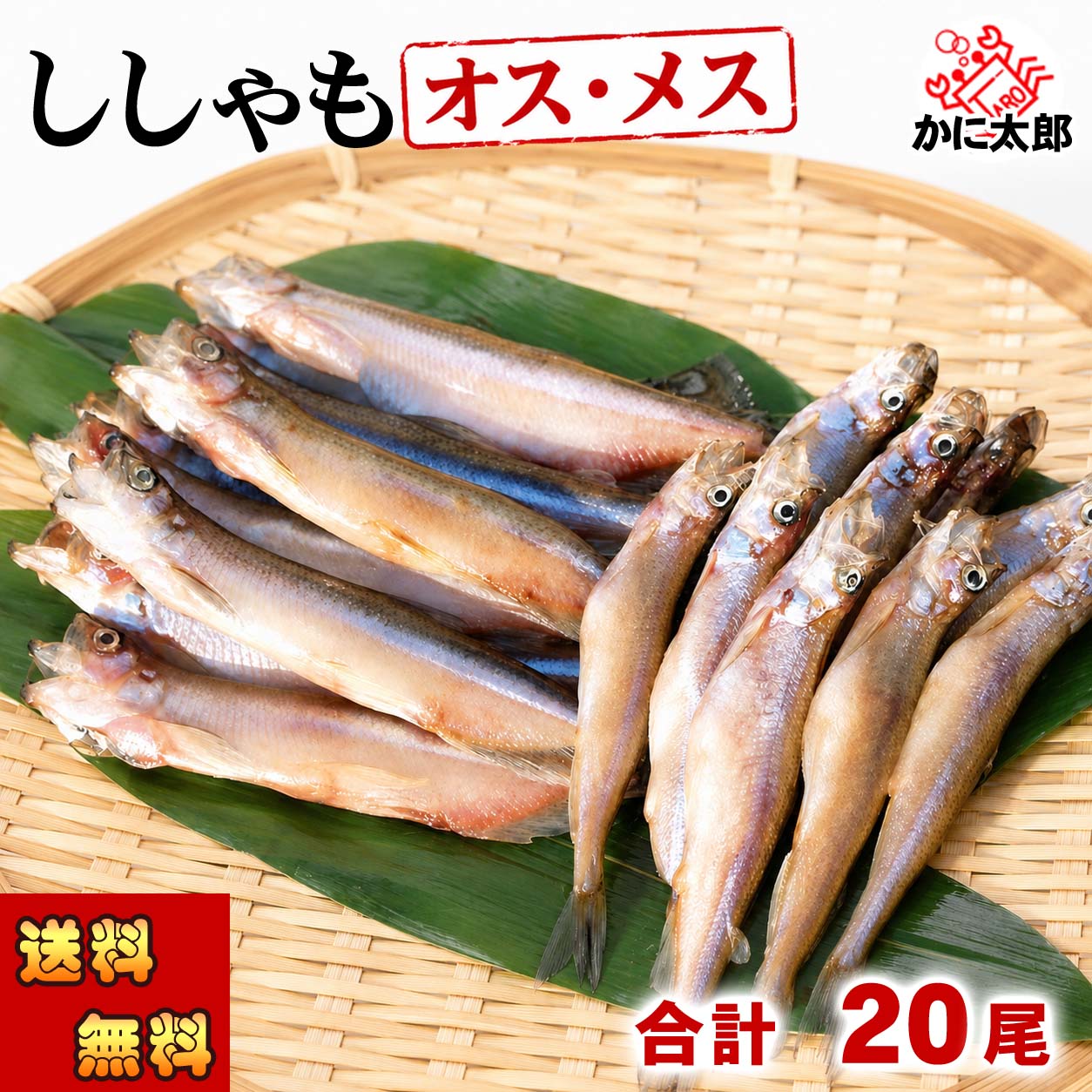 ししゃも オス メス 食べ比べ　かに太郎