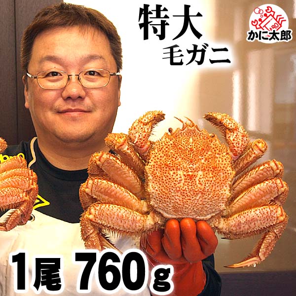 【12800円→8999円！】毛蟹　800gサイズ　1尾　特大！　毛ガニ　けがに　カニ　蟹 北海道産 毛ガニ 1尾 800g 大サイズ 送料無料 毛蟹 ギフト かに