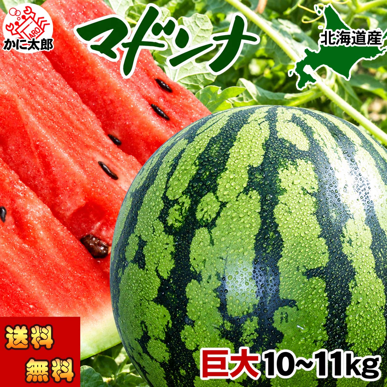 特大　マドンナスイカ かに太郎