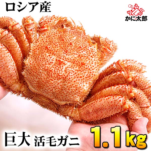 活毛ガニ　大型 かに太郎